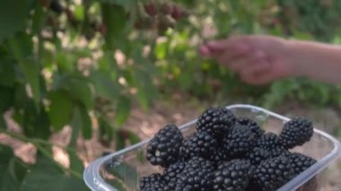 Böğürtlen toplama konsepti. Kadının eli, olgun, büyük bir böğürtlenini çalılıktan koparıp bir plastik konteynıra koyarak olgun, sulu organik böğürtlenlerle dolu. 4k