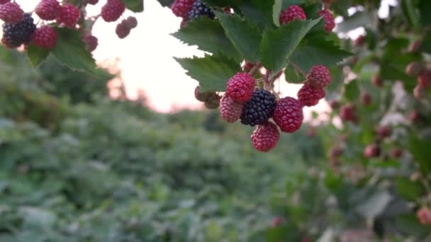 잘 익지 않고 잘 익지 않은 큰 블랙베리가 바람에 흔들리며 덤불에 매달려 열매를 수확하고 수확 한다. 4k — 비디오