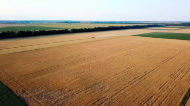 Buğdayı karavana yükleyen hasatçının hava görüntüsü. Günbatımında ekinleri yüklemek için sarı tarlada karavanla gezen modern traktör. Mısır gevreği topluyorum. Hasat, tahıl ve organik konsept