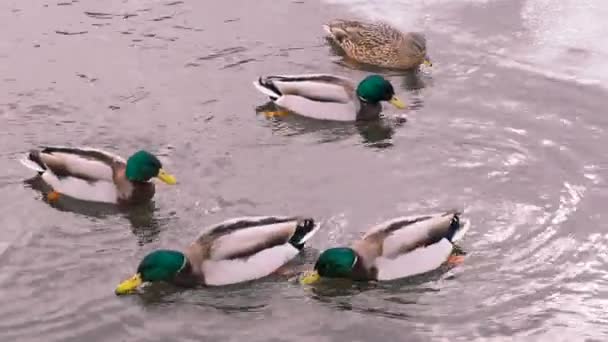 Vida selvagem, animais selvagens. Um bando de paus coloridos de cabeça verde nada em uma lagoa de inverno ao lado de um bloco de gelo e um pato. Em tempo real. 4k — Vídeo de Stock