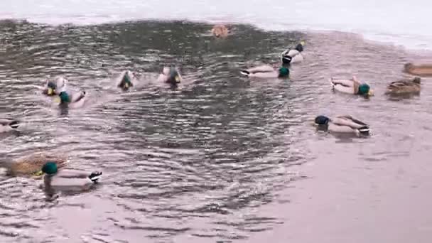 많은 야생 오리 떼가 겨울 연못에서 헤엄을 친다. 물을 마시고 부빙 옆에 있는 호수에서 헤엄을 친다. 슬로우 모션 , 4k — 비디오