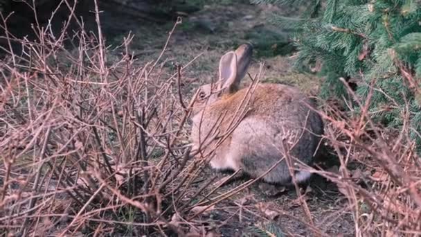 Крупним планом вид на дикого зайця, який сидить під ялинкою і кущ у природному парку ранньої весни, повільний рух, 4k — стокове відео