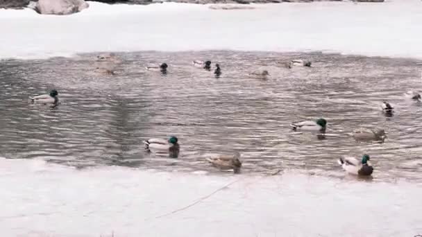 Vida selvagem, animais selvagens. Um grande bando de drakes e mallards estão nadando na parte de uma lagoa de inverno frio que derreteu do gelo, plano médio, em tempo real, 4k — Vídeo de Stock
