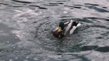 Drake 'e yakın çekim. Erkek yaban ördeği gölette gagasıyla tüylerini temizleyerek suyun altına dalıyor. Kafasını arkaya atar ve ağzını kanatlarına sürter gölde yüzer, 4k, ağır çekimde.