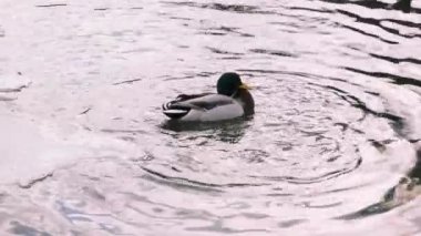 Drake 'e yakın çekim. Erkek yaban ördeği gölette gagasıyla tüylerini temizleyerek suyun altına dalıyor. Kafasını arkaya atar ve ağzını kanatlarına sürter gölde yüzer, 4k, ağır çekimde.