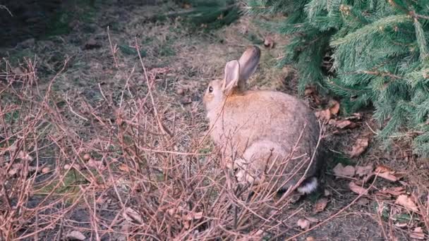 野生动物，野生动物，自然栖息地。春天阳光灿烂的一天，一只毛茸茸的大野兔在森林里的云杉下面坐着，4k，慢动作，特写 — 图库视频影像