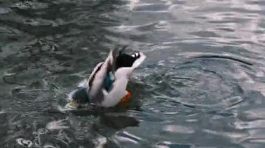 Vahşi doğadaki hayvanlar. Bir drake 'in yakın çekimi, erkek bir yaban ördeği gölün üzerinde suyun altına dalıyor ve vücudunu sallıyor, su yüzeyinde kanatlarını çırpıyor, ağır çekimde, 4k