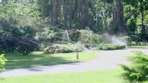 自動灌漑。公園内の晴れた夏の日に緑の新鮮な芝生、茂み、木に水をやるジェット — ストック動画