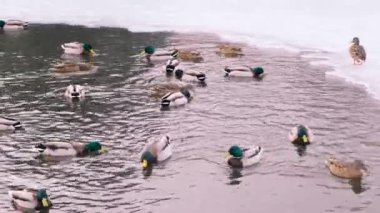 Vahşi yaşam, vahşi hayvanlar. Büyük erkek ve dişi yaban ördekleri sürüsü soğuk bir kış gölü ya da gölette yüzer, ortalama bir plan, gerçek zamanlı, 4K
