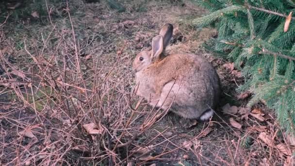 Faune, animaux sauvages, habitat naturel. Un grand lièvre pelucheux se trouve sous une épinette dans la forêt par une journée ensoleillée de printemps, 4k, ralenti, gros plan — Video