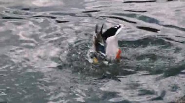 Vahşi su kuşu. Drake 'e yakın çekim. Erkek yaban ördeği gölette gagasıyla tüylerini temizleyerek suyun altına dalıyor. Kafasını arkaya atar ve ağzını kanatlarına sürterek gölde yüzer, 4K
