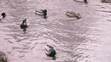 Vahşi yaşam, vahşi hayvanlar. Büyük erkek ve dişi yaban ördekleri sürüsü soğuk bir kış gölü ya da gölette yüzer, ortalama bir plan, gerçek zamanlı, 4K