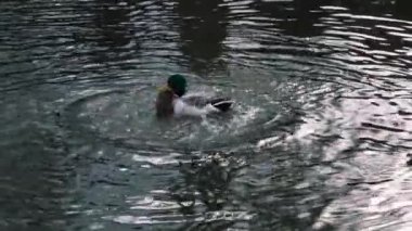 Bir Drake 'in yakın çekimi. Erkek bir yaban ördeği, gölette gagasıyla tüylerini temizlerken suyun altına dalıyor. Kanatlarını suyun yüzeyinde çırpıyor ve vücudunu sallıyor, ağır çekim, 4k