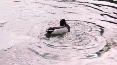 Vahşi su kuşu. Drake 'e yakın çekim. Erkek yaban ördeği gölette gagasıyla tüylerini temizleyerek suyun altına dalıyor. Kafasını arkaya atar ve ağzını kanatlarına sürterek gölde yüzer, 4K