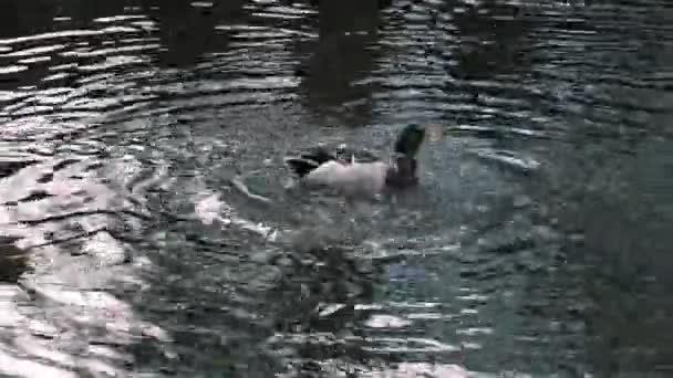 인력거의 근접 사진입니다. 수컷맬 러드 오리 한 마리가 연못에서 부리로 깃털을 청소하면서 물 속으로 다이빙한다. 자신의 날개를 수면 위에 펴고 몸을 흔들고 있는 4k — 비디오