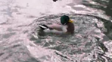 Vahşi doğadaki hayvanlar. Bir drake 'in yakın çekimi, erkek bir yaban ördeği suyun altına dalıyor ve vücudunu sallıyor, göl veya göl yüzeyinde kanatlarını çırpıyor, kanat ağzını kanatlarına sürtüyor. 4k