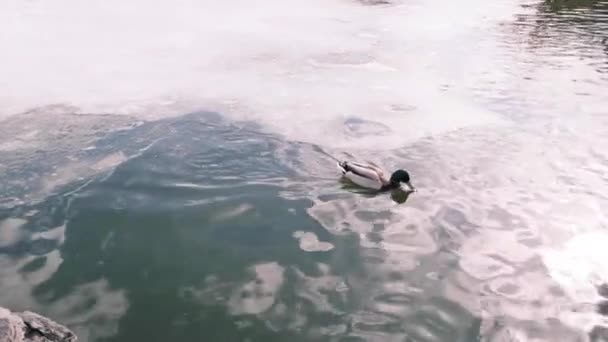 Hewan liar. Seekor mallard jantan berenang di kolam atau danau di samping bebek lain dari keluarganya, bergerak lambat, 4k. Konsep margasatwa — Stok Video