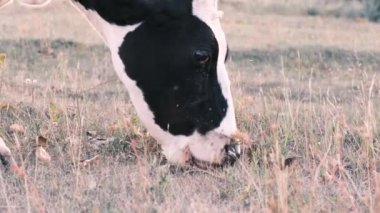 İnek çayırda otlar ve otlar, yan görüş, yakın çekim, 4k, yavaş çekim. Doğal süt, doğal çeşitlilik.