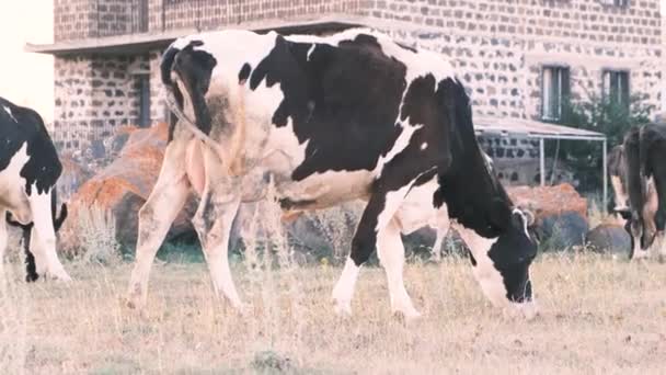 Vista de baixo de uma manada de vacas que pastam em um prado. As vacas comem strava em áreas rurais. 4k, câmera lenta — Vídeo de Stock