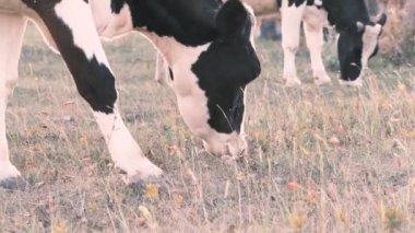 İki inek çayırda otluyor, ot yiyor. Orta plan, aşağıdan ineklerin burunlarını izlemek. Doğal yürüyüş, doğal çiftlik sütü. 4k, ağır çekim.