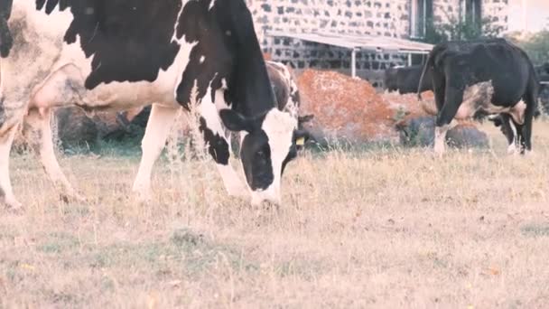 Вид снизу на стадо коров, пасущихся на лугу. Коровы едят страву в сельской местности. 4k, slow motion — стоковое видео