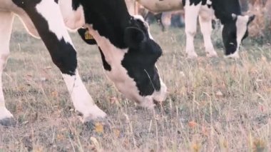 İki inek çayırda otluyor, ot yiyor. Doğal yürüyüş, doğal çiftlik sütü. Alt manzara, 4k.