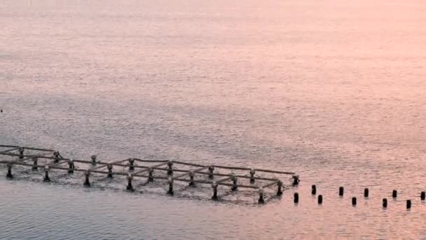 Austern- oder Muschelfarm. Blick auf die Austern- oder Muschelfarm bei Sonnenuntergang. Die untergehende Sonne spiegelt sich in Rot im Wasser — Stockvideo