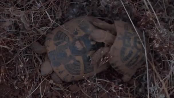 自然環境でのカメの繁殖。オスのカメは彼女の上に登ることでメスを受精させようとします。女性は男性を残し、男性は彼女に追いつくと上から登る。4k — ストック動画