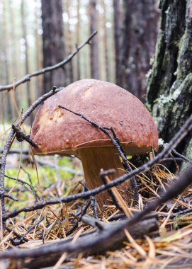 Beyaz mantarlar kozalaklı ormanlara yakın bulanık arka plan Boletus edulis