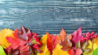 Metin için koyu ağaç arkaplan boşluğunda sarı kırmızı yeşil renk şeması bırakır