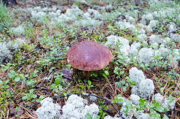 Champignon Blanc Gros Plan Dans Forêt Conifères Fond Flou Boletus — Photo