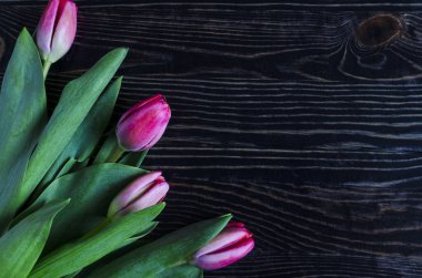 Pembe ve beyaz lalelerin düz çiçek aranjmanı. Koyu ahşap arka plan kopi uzayı üzerinde pembe kurdele dekoru var.