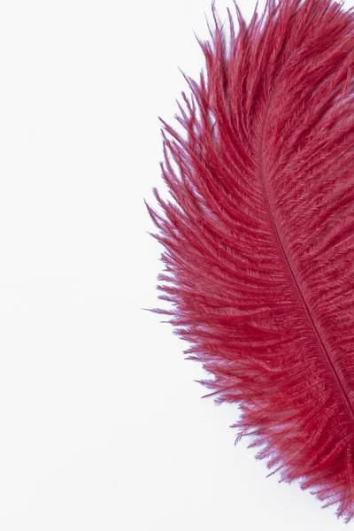 Bright Red Feather White Background Kopi Space Close Red Feather — Stock Photo, Image