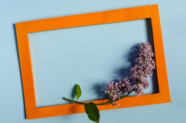 Renkli bir çerçeve, kopi uzayının renkli arka planında yeşil yapraklı leylak dallarıyla süslenmiş. Düz kağıt fotoğraf çerçevesi ve leylak çiçekleri