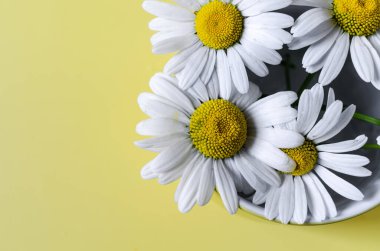 Papatya çiçekleri renkli bir arka planda yakın plan. Sarı arkaplandaki bir çanakta beyaz çiçekler metin için bir yer