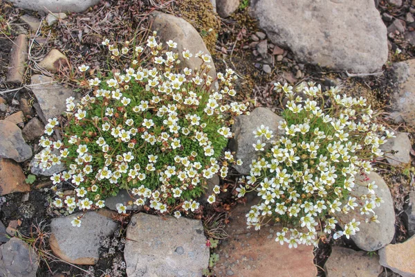 灰色の石に囲まれた小さな白い花 北の短い夏 生きて 新鮮な花は石の上で成長します 自然の力 造園業 花は石の上で育つ — ストック写真