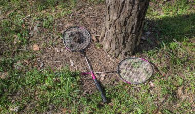 İki badminton raketi ve köknar kozalakları kozalaklı ormandaki bir ağacın gövdesinde yatıyor. Açık hava oyunları sağlıklı bir yaşam tarzıdır..