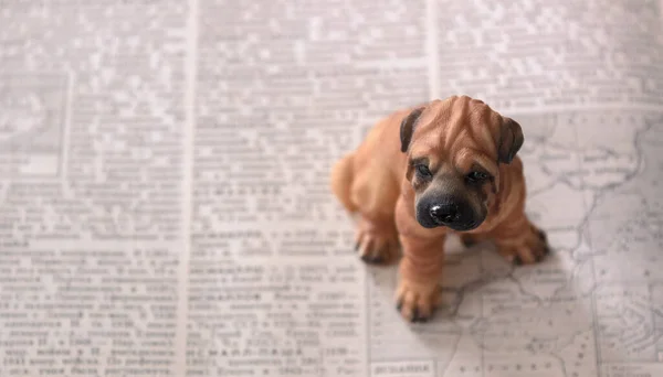 アウトラインマップの横に広がる本の上に小さなおもちゃの犬が座っています 犬の目だけが焦点になっています テキストの背景がぼやけています 知識と領土を保護する必要性の概念 右側にテキスト用の部屋があります — ストック写真