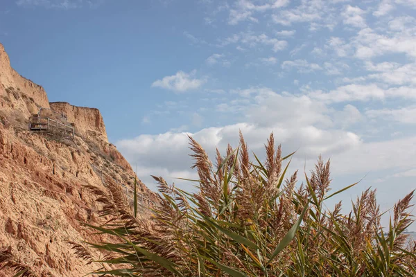 Вид Через Плотный Зеленый Тростник Высокий Глиняный Склон Моря Фотографии — стоковое фото
