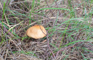 Porcini mantar şapkasının üst görüntüsü. Mantar kuru ot ve dalların arasına saklanır. Mantar avı.