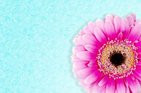 Gerbera flower on a solid background close-up. The basis for a postcard or banner. Holidays Valentine\'s Day, wedding, birthday, International Women\'s Day March 8, Mother\'s Day. Closeup