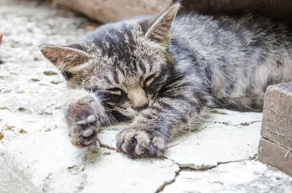 Gato com olhos laranja — Fotografia de Stock