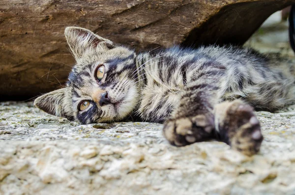 Gato com olhos laranja — Fotografia de Stock