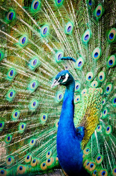 Muhteşem renk ile peacock