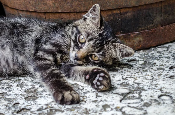 Gato cinza com olhos alaranjados , — Fotografia de Stock