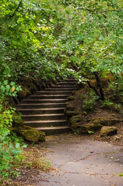 merdiven ormandaki bir yolla