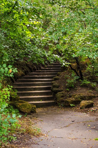 Jalan dengan tangga di hutan — Stok Foto