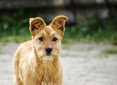 Yeşil çimenlerin üzerinde oynama kızıl köpek