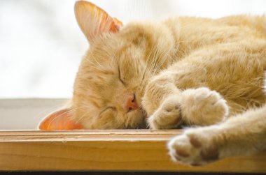 Kırmızı kedi kenarında uyku