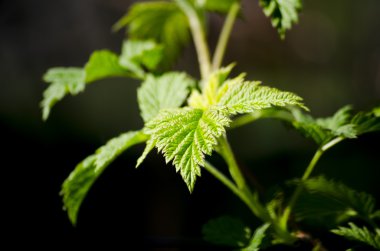 Güzel çiçek bahar yeşil çim zemin üzerine.